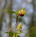 Altzella (108)